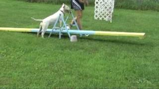 Nora Learning Agility 7 Months Old