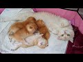 Golden British Shorthair kittens and their cat mother Caramel 🥰