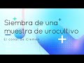 Siembra de una muestra de urocultivo 🦠🧫