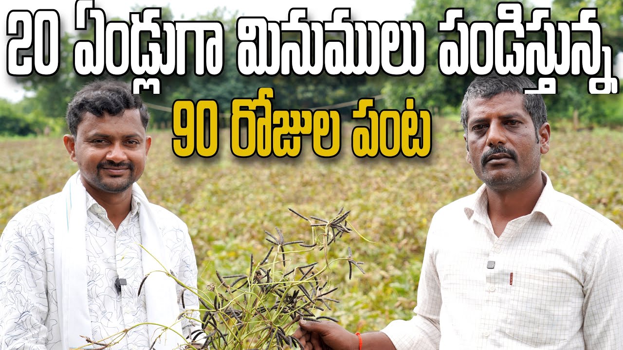 Blackgram Farming : 20 Years of Expertise | మినుముల సాగు