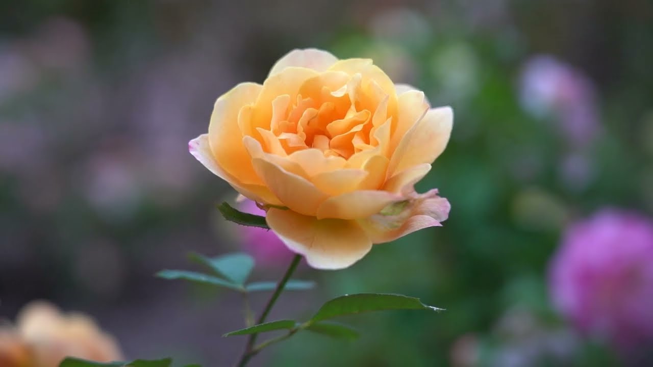 Nathanael Greene / Close Memorial Park in Springfield, Missouri