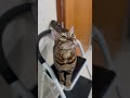 可愛い鳴き声で返事をする猫【ベンガル猫】