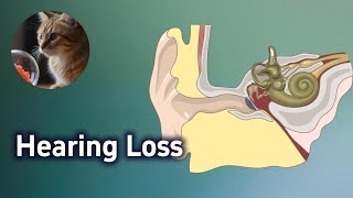 Sensorineural vs Conductive Hearing Loss, Weber vs Renin test, USMLE Step 1, First Aid Case, Otology