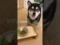 早く！早く！待ちきれない柴飯🐶✨ #犬 #dog #柴犬 #ご飯