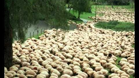 David Icke -  The Sheep-le!!! (The Human Herd Mentality)