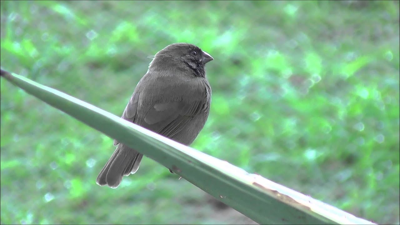 Le sporophile cici de Guadeloupe