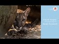 Puma tikam at tierart  four paws  wwwfourpawsorg