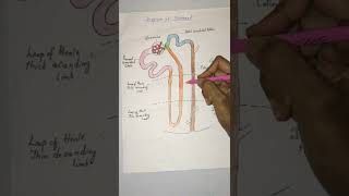Nephron anatomy- ASMR anatomy screenshot 1