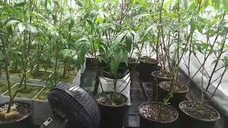 7 days into flower