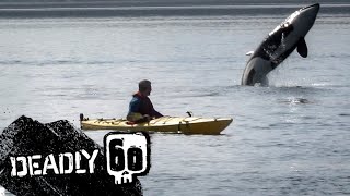 Orca Leaping Out Of Water! | Deadly 60 | BBC Earth Kids