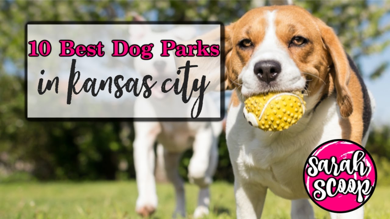 Top 10 Dog Parks in Kansas City