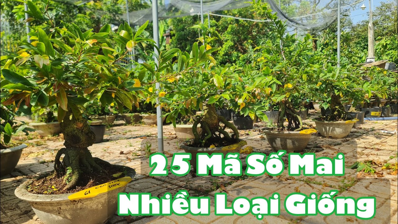 Ngày 10/03. 25 Mã Số Mai Nhiều Loại Giống, Lấy Bo, Sưu Tầm.☎Út 0353777111