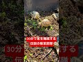 天気が良いのでリクガメを屋外で日光浴させてみた結果…