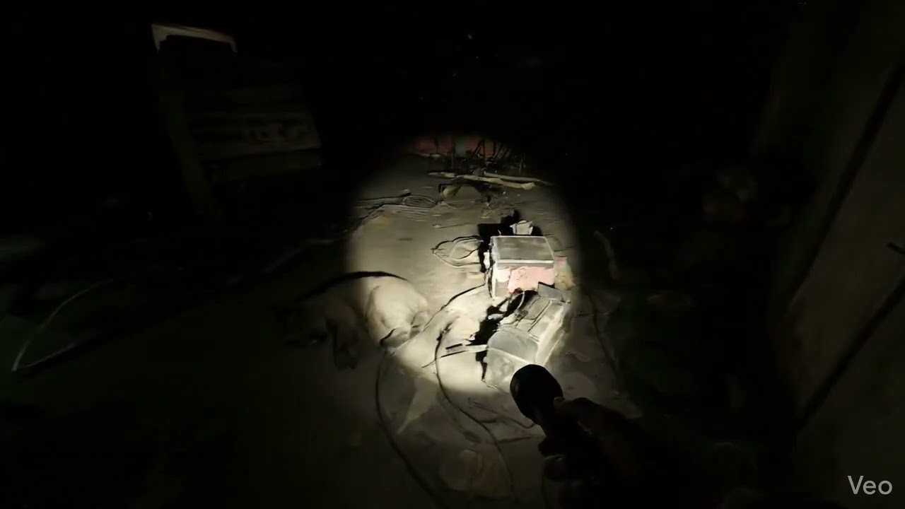 Monkey and cat Horror😱😱 Mystery Video😭