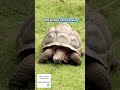 Extinct Tortoise Returns After 200 Years! 🐢🤯