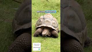 Extinct Tortoise Returns After 200 Years! 🐢🤯
