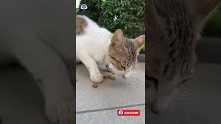 Feeding a Hungry Cat - Cute Cat Video - Indian Cat 😻 #Cat #HungryCat #CuteCat #CatLovers #Shorts