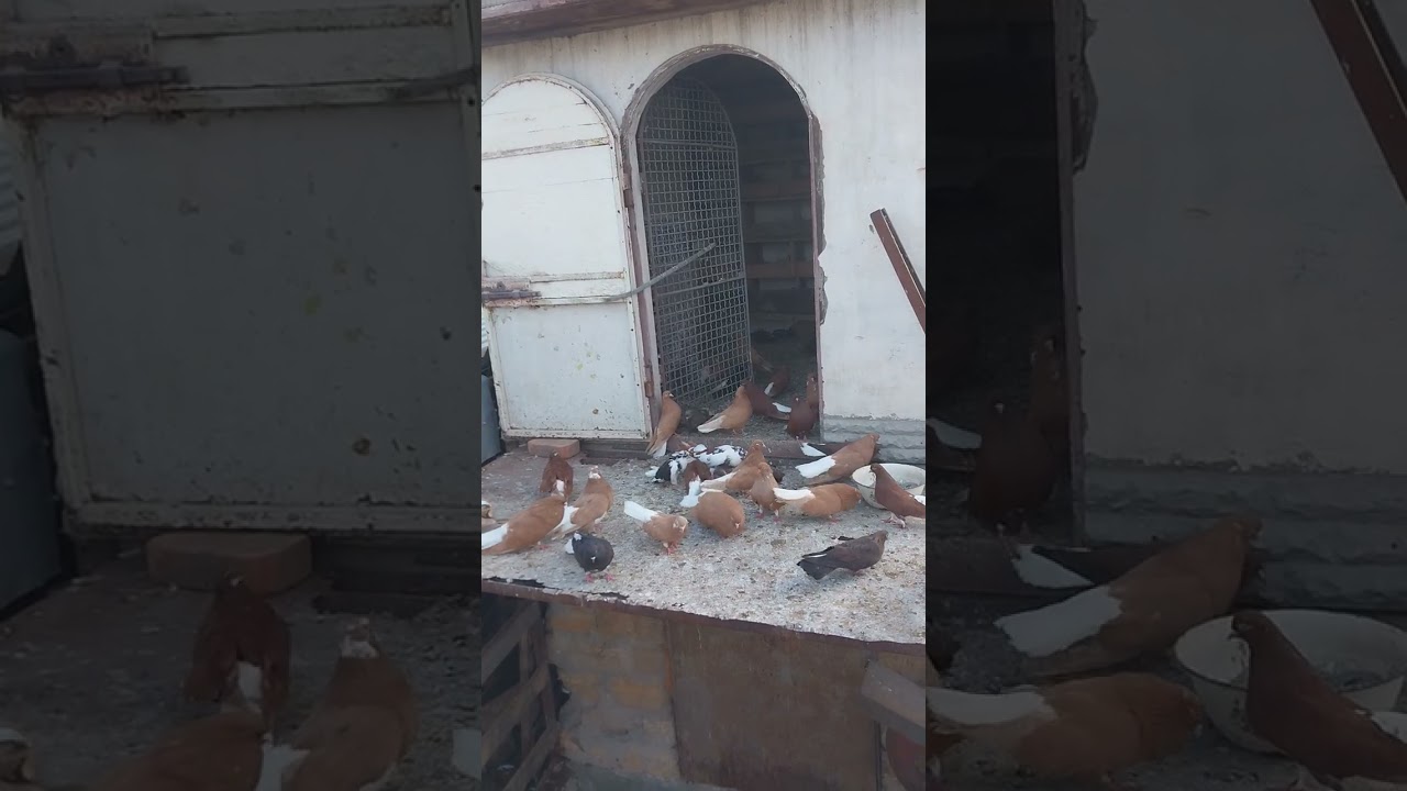 26 декабря 2025 г.