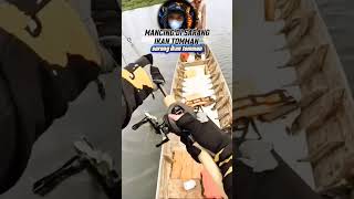 Mancing Casting Di Sarang Ikan Tomman 🎣🔥 Resimi
