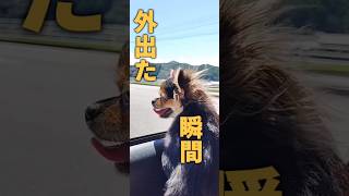 【強風オールバック】愛犬チワワのララポVer. 強風オールバック チワワ shorts