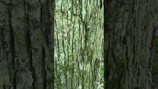 Bear claw marks on white oak bark #blackbear