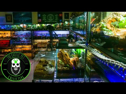 Exclusive First Look at the NEW Tarantula Collective!