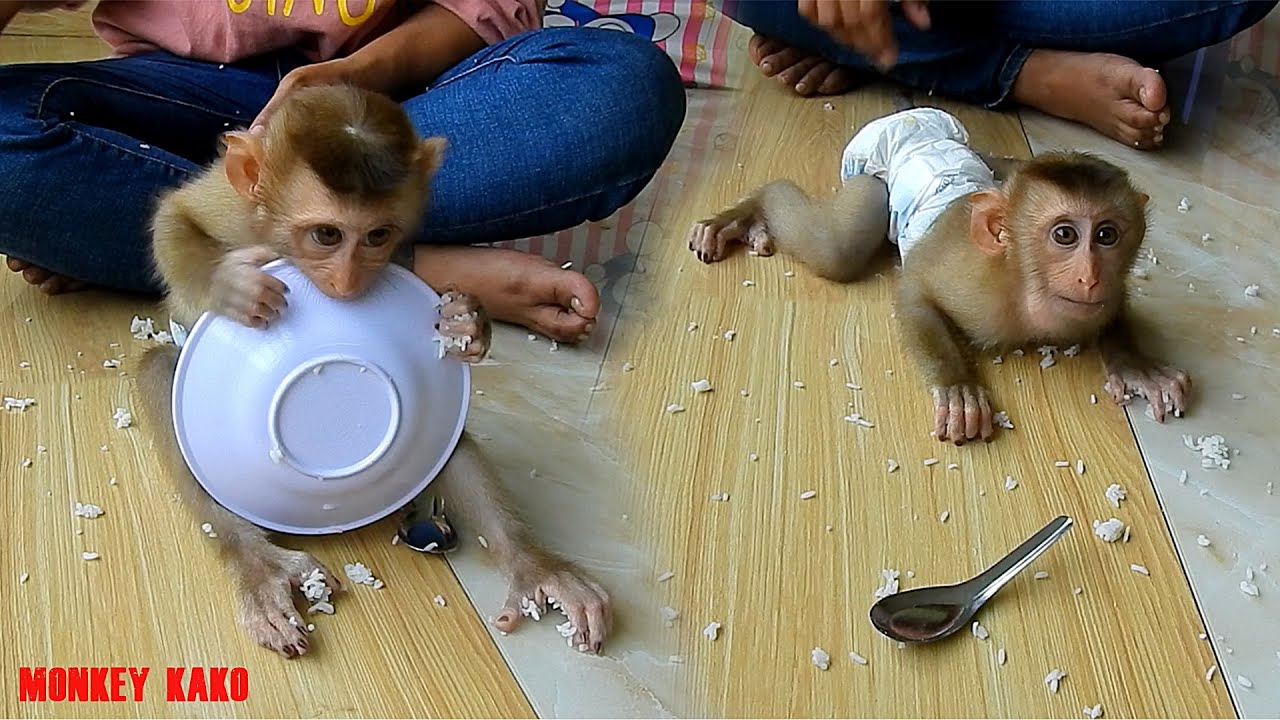 Cute Monkey, Baby Monkey Luna Eating Rice Very Funny