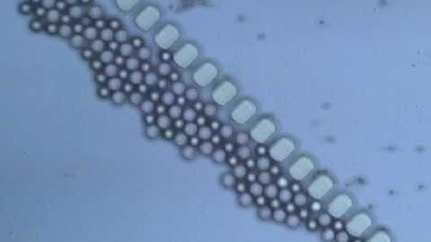 Demonstration of μ sieving (Polystyrene particles)