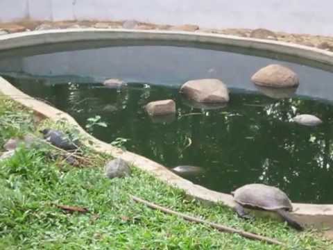 turtles playing
