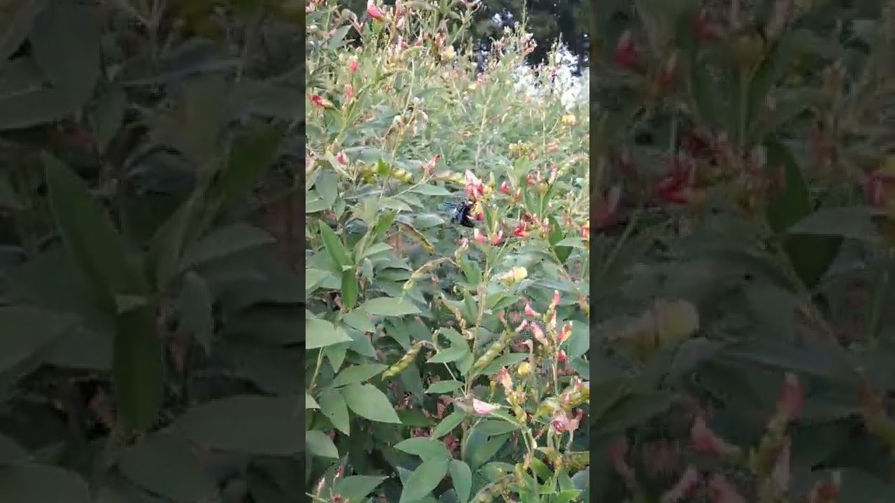 Bumble bee buzzing pollination in red gram