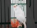 Chant Canaries Singing Canaris 402 تغريد الكناري Birds Canary طيور اكسبلور Birdsounds جديد 