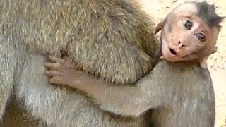 Pity Poor Baby Delena Screaming Hungry Dee Dee Monkey No Give Baby Newborn Baby Monkey