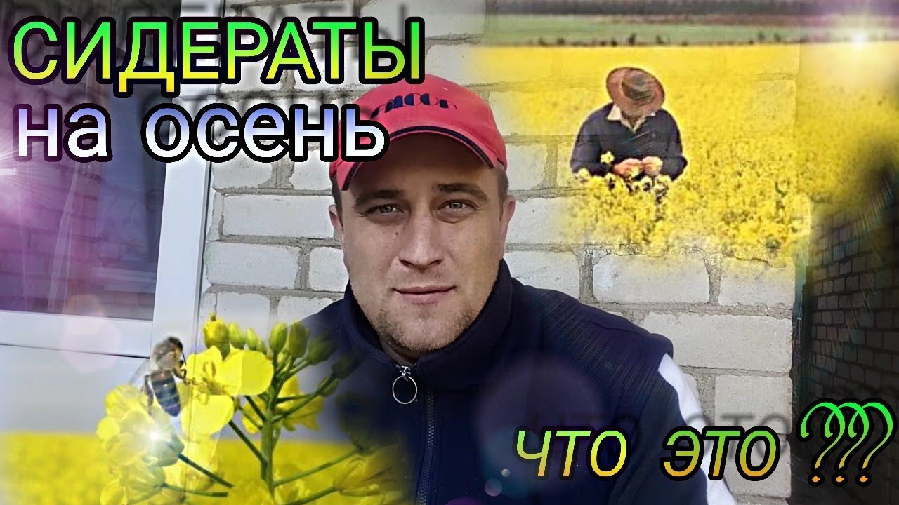 Сидераты сеять или нет и ЧТО это вообще такое. - YouTube