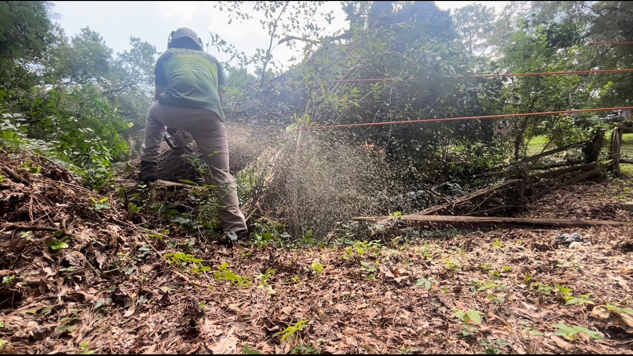 Massive tree removal job over ditch: THIS WAS TRICKY - YouTube