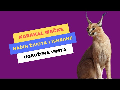 Video: Caracal (pustinjski ris, stepski ris): izgled, stanište, način života i prehrana