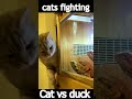 cats vs duck fighting #cat #cutecat #animal_videos