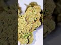 Tangerine dream strain cbd  deep mandarin  top strain 2023  swiss made