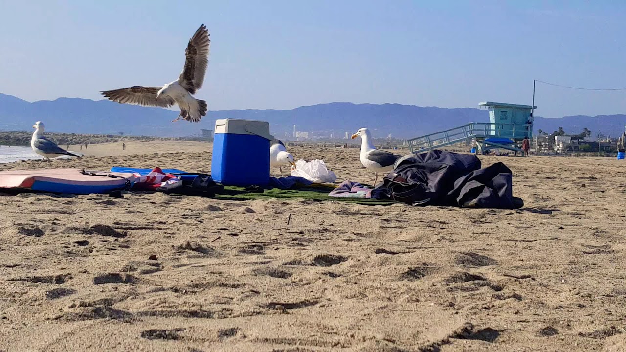 Seagulls eating someone's food - YouTube