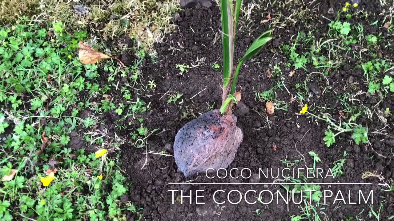 Coco Nucifera