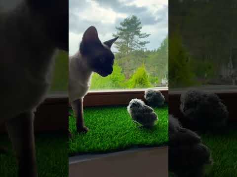 Очень доброжелательно кот