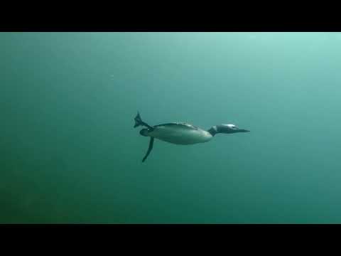 Loon Underwater Swim-by