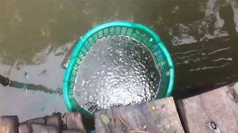 CÂU CÁ CHẼM CẦN GIỜ, CÁ NÓC DỪA XINH TƯƠI VÀ MÓN QUÀ TUYỆT VỜI - SAIGON FISHING