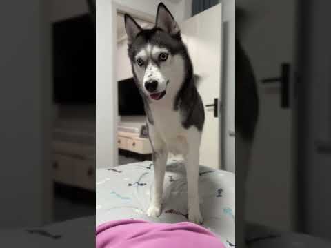 ¿Que te pasa humana, si está es mi cama? #bravo #husky #siberianhusky