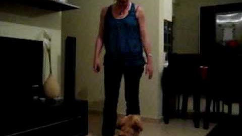 Kira clicker training - first lessons (1)