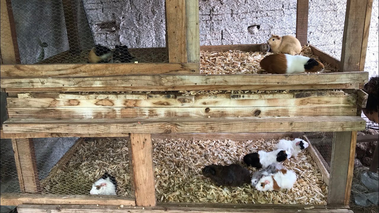 PODE USAR SERRAGEM PARA PORQUINHOS DA ÍNDIA ? Nova forraçao dos viveiros