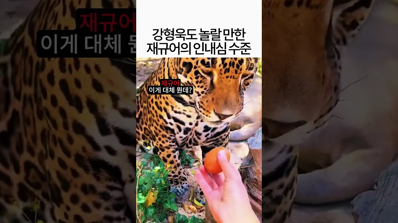 강형욱도 반할만한 재규어의 인내심 수준ㄷㄷ