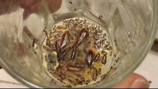 How to kill roaches cockroaches safe and cheep naturally no chemicals
very affective cockroach killer boric acid roach powder you can use
that as well bu...