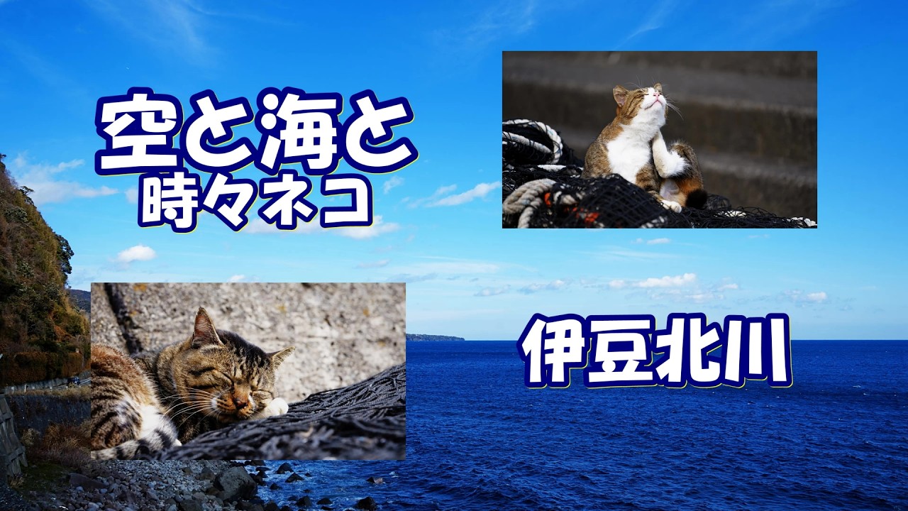 空と海と 時々ネコ 伊豆北川 #北川港#北川温泉#ネコ