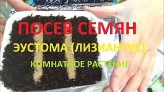 Посев семян.  Эустома (Лизиантус).  Комнатное растение.