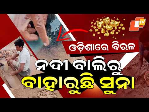 Special Story: Gold Found in River Sand! Rare Scene in Odisha’s Ib River